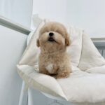 maltipoo puppies for sale near me