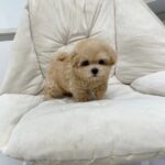 maltipoo puppies for sale near me