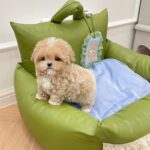 maltipoo for sale