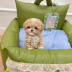 maltipoo for sale