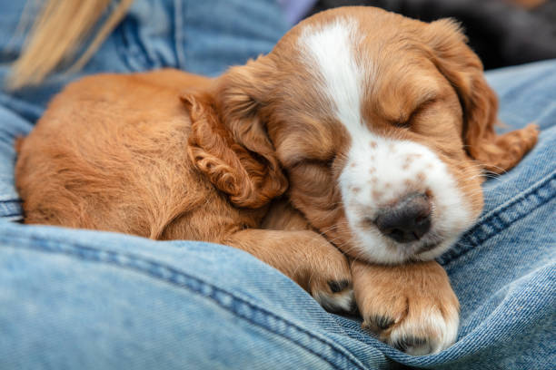 Cute light brown Spaniel puppy dog sleeping on the lap of a person wearing blue denim jeans