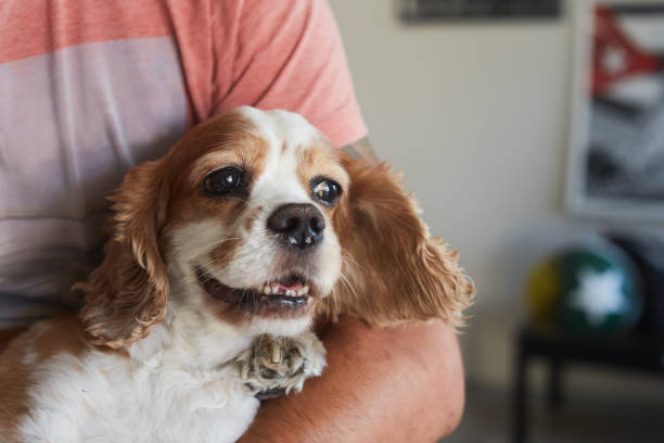 sweet, happy and cute dog in lap