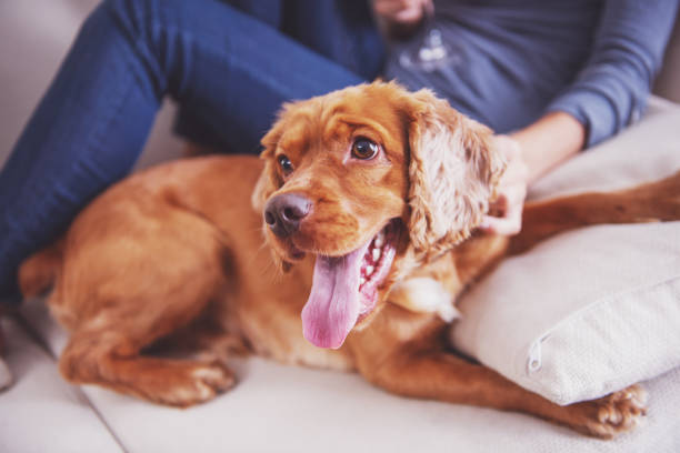 Cute brown dog is lying on sofa.