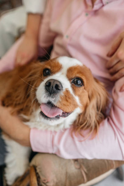 Cute cavalier king charles spaniel in the hands of the owner.