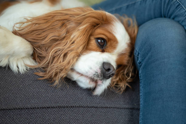 ortrait of a Cavalier King Charles Spaniel lying on a sofa whit his head next to the crossed legs of a person.