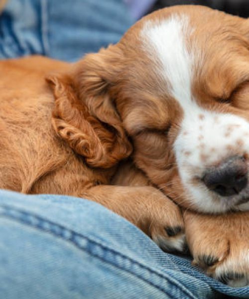 Cute light brown Spaniel puppy dog sleeping on the lap of a person wearing blue denim jeans